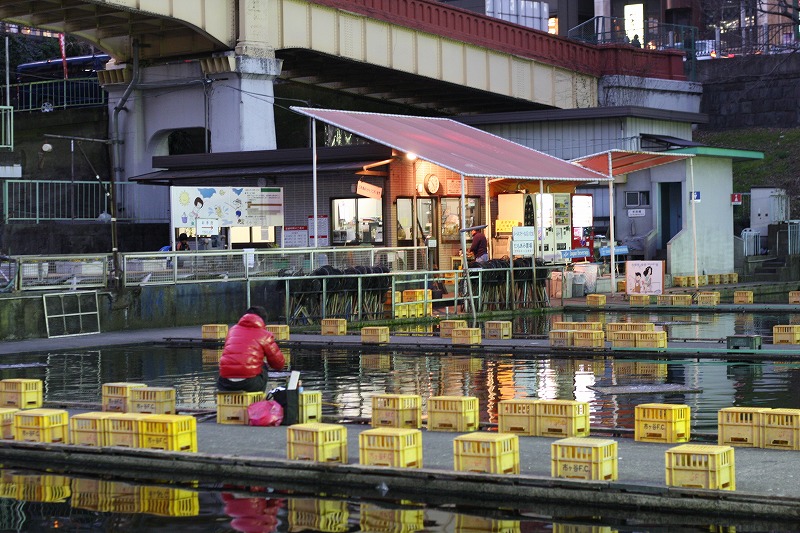 2009年01月08日　市ヶ谷フィッシュセンターで鯉釣りしてきました。