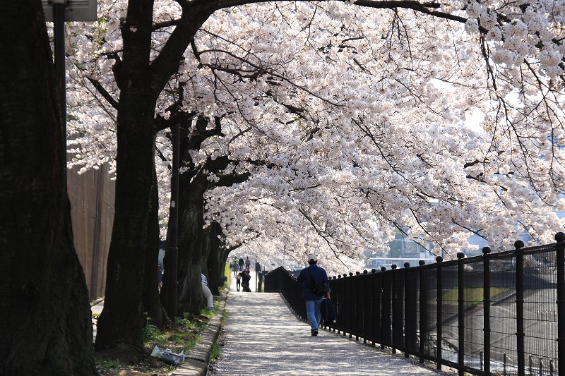 自宅周辺の桜を撮影