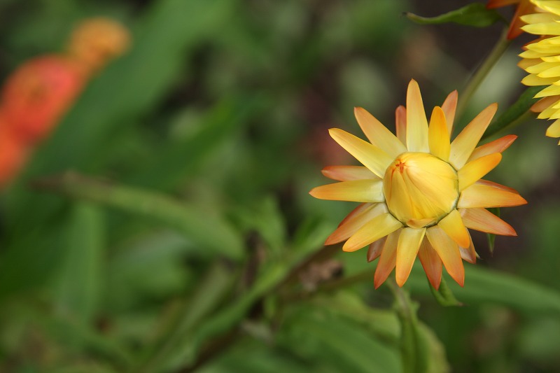 何の花ですかね・・・？