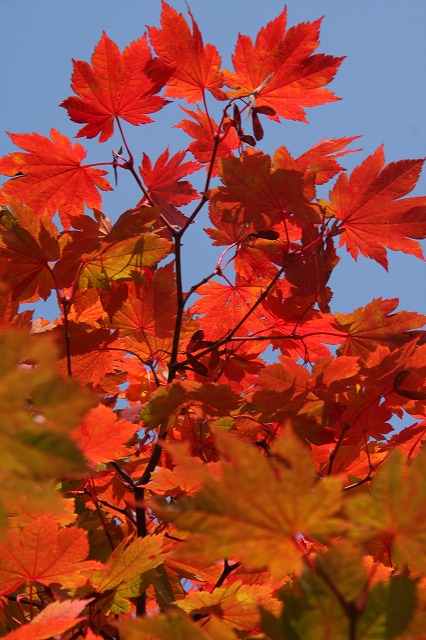 小樽の紅葉